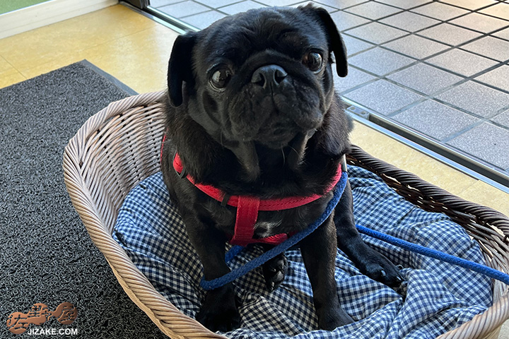 佐野屋 日本酒 ジャケ買い バッジ企画