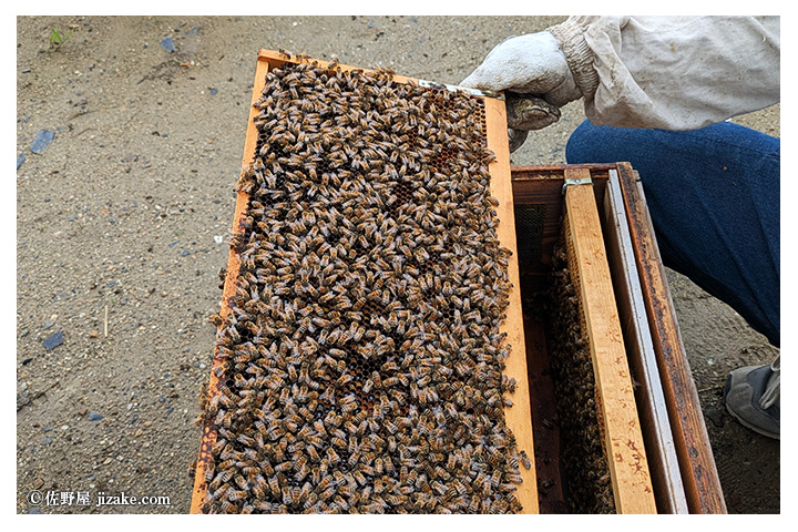 蜜輪（みつわ）はちみつ