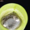 【箱入】風のしらべ　新緑　底 紫蘇色 　酒盃　ガラス作家　伊藤泰三　SUN GLASS STUDIO KYOTO