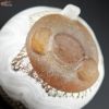 SUN GLASS STUDIO KYOTO 【箱入】風のしらべ　光琳　酒盃